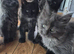 Beautiful silver  Maine coon kitten girl