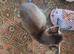 3 x Half bengal kittens for sale