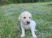 Beautiful Labrador x Lurcher puppies