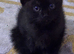 One female half Ragdoll left