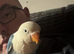 10 week old lovebird blue & white with cage
