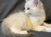 Last male / crisp white/ lilac/..seal ragdoll kittens