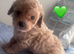 3BOYS LEFT. Beautiful cavapoo pups