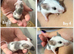 8 male fancy mice for sale