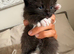 Mixed with Maine Coon kittens all male