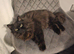 3 YEAR OLD CHOCOLATE PERSIAN X MAINE COON FOR SALE