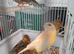 Canaries females and male's