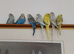 Baby budgies