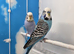 Stunning Budgies, various colors & Mutations