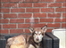 Husky