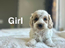 Rain Charming lemon white cockapoos puppies