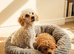 Male toypoodle