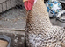Rooster