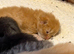 Chinchilla exotic Persian Kittens 3 left