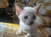 Siamese