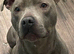 Male Blue Staffy