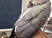 Hand reared 2 year old Congo African grey