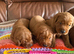 Beautiful Moghany Red Females Available