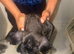 Cane corso puppy&rsquo;s Merle