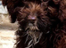 Cockapoo puppies available