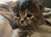 3 beautiful kittens looking for their homes