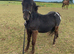 Dartmoor Hill pony for sale