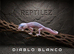 LEOPARD GECKOS