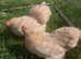 Beautiful lemon cuckoo pekin bantams