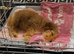 Toy poodle girl