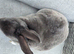Broken blue mini rex doe