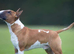 Stunning English bull terrier puppies for sale