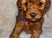 Toy poodle puppies