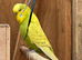 Pair of exhibition budgies