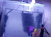 Small fish tank with fish
