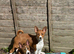 Basenji puppies litter 6 OLNY TWO MALES LEFT 4 months old now