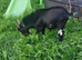 Billy for sale