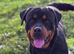 Beautiful boy rottie