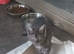 Chinchilla Persian shirt haired