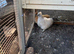 Silkies