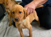 3 fox red puppies Girls