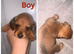 7 miniature dachshund