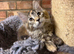 Beautiful pedigree maine  coon kittens