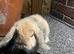 Male lop rabbit