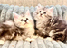 Mainecoon kitten silver tabby large cat Maine coon