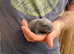 4 Continental giant x babies - waitlist open