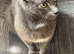 Gorgeous Russian Blue Mix Kittens – 1 Boy