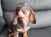 Dachshund puppy miniature boy ready now