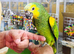 Blue Fronted amazon hand reared,3