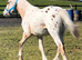 "Appaloosa " Leopard Spot Colt Young Sport Horse