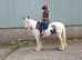 Proper old fashioned cob mare